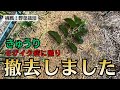 【きゅうりがモザイク病に罹ってしまい掘り起こして処分しました】悲しい〜泣