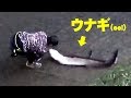 住宅地の水深30センチの川で超巨大ウナギを捕獲！【沖縄】【extreme fishing】