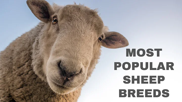 What are Some of the Most Popular Sheep Breeds? - DayDayNews