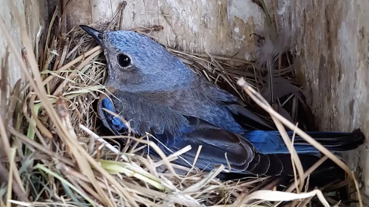 Napa-Solano Audubon Presents: The CA Bluebird Recovery Program 3-14-24