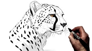 How To Draw A Cheetah (Side) | Step By Step