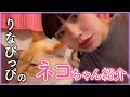 【癒し】りなぴっぴのネコを紹介します🐈