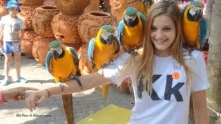 Asia Travel Adventure - Attacking Parrots! Flyboarding, Zip Lining, Monkeys, Elephants & Tigers