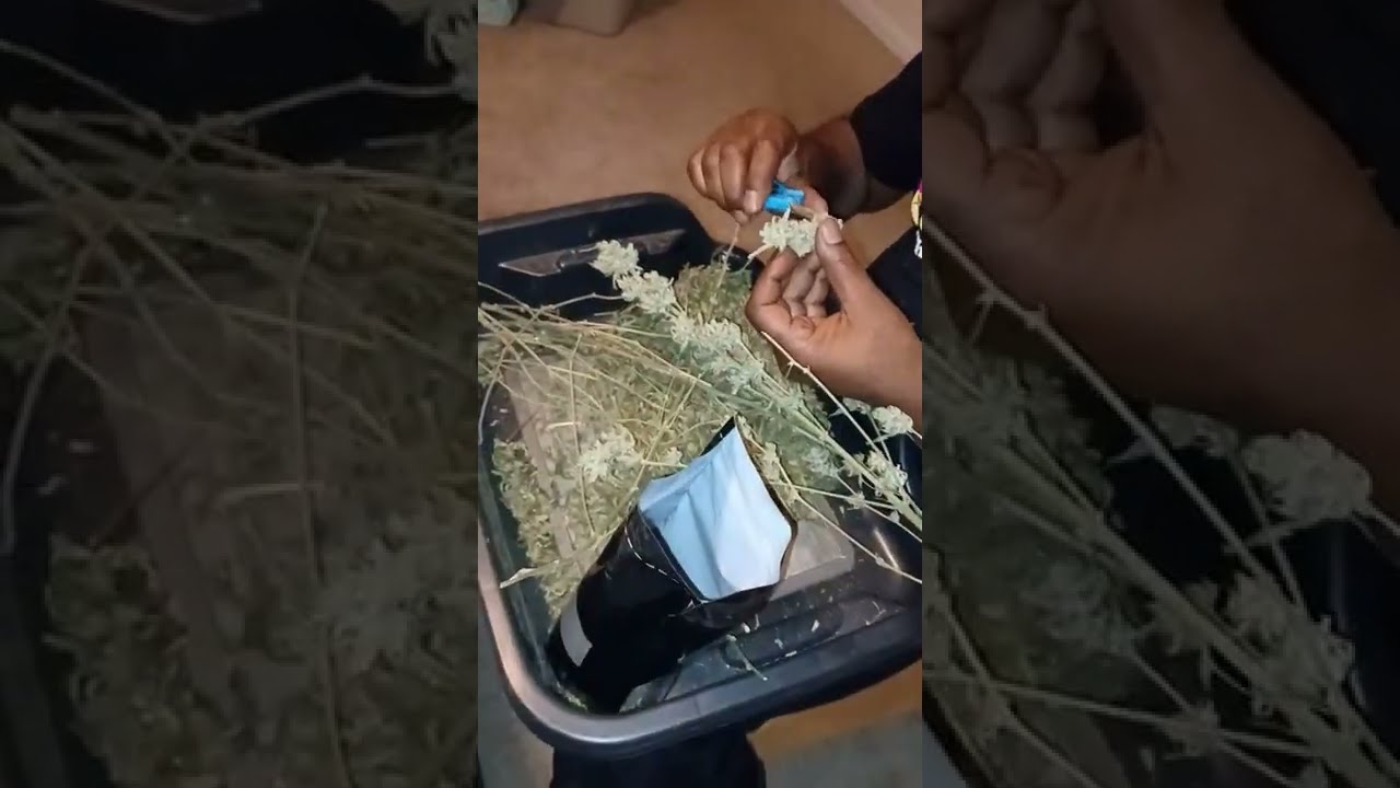 How to clean up your cannabis flowers