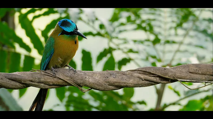 Colorful Macaw Parrots   Stunning Birds in 4K 🐦Sleep Relax Forest Ambient Sounds 4K TV Screensaver