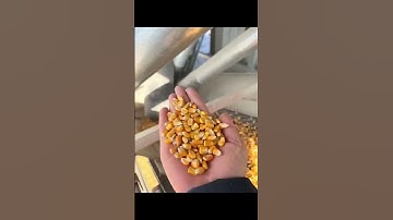 12-Channel Corn Color Sorter—Remove Moldy & Defective Kernels | High Capacity Grain Sorting Machine