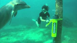 Wildlife Acoustics - Dolphin Communication Project