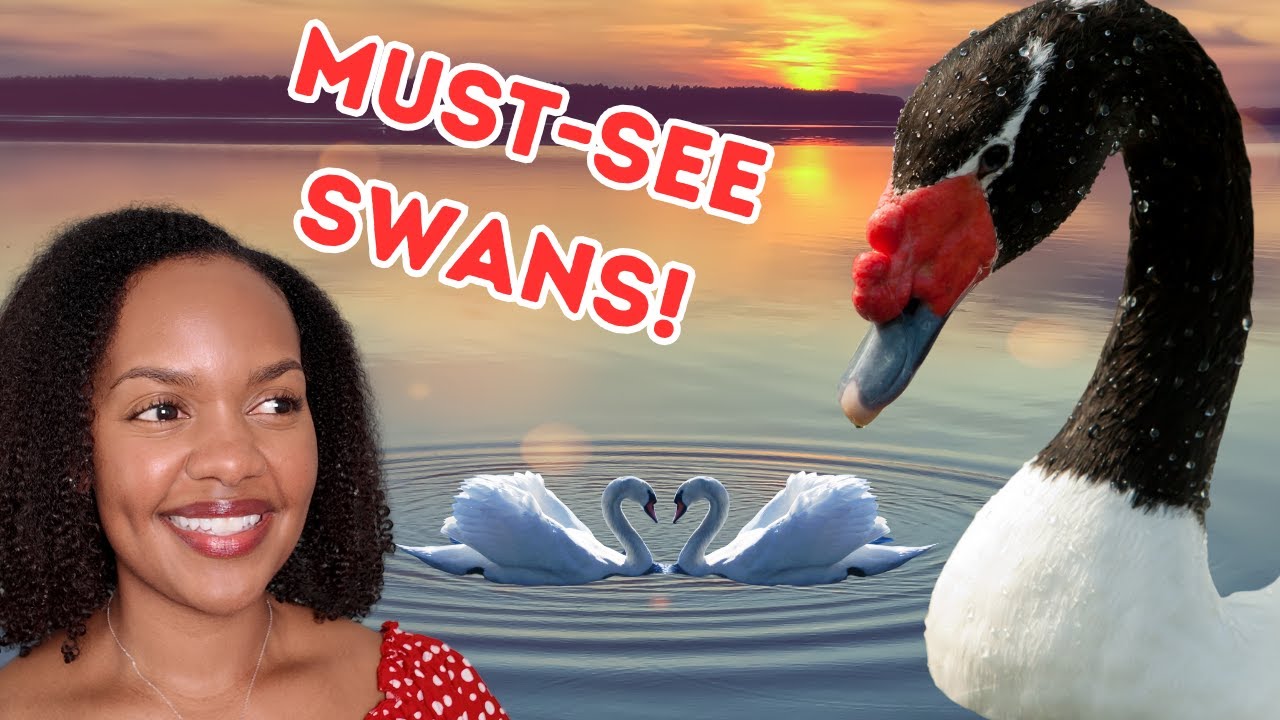 Graceful Gliders: 4 Intriguing Swan Species You Need to Know