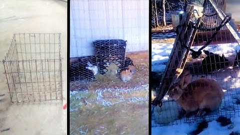 Hay Feeders, Rabbit Tractors, Curing Coccidiosis, and Cute Baby Bunnies/Homestead Projects Day 1