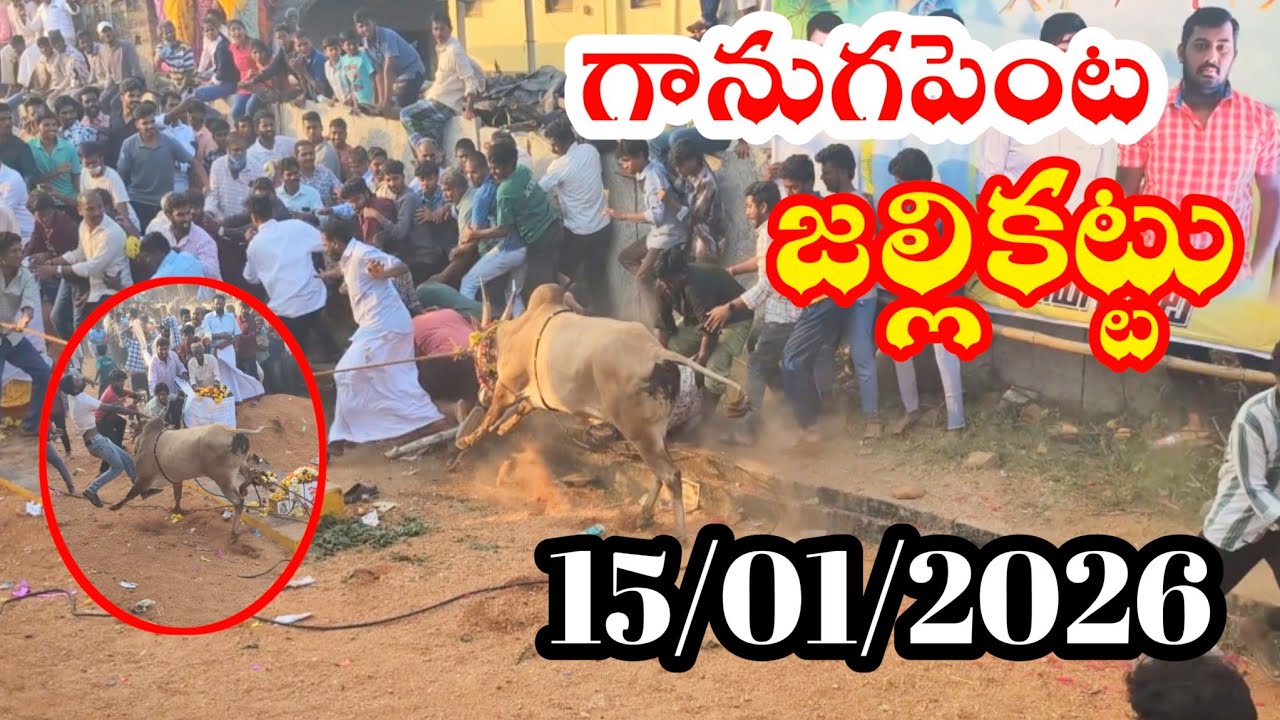 గానుగపెంట జల్లికట్టు 🐂💥 15/01/2026 ganugapenta jallikattu chittoor jallikattu pasuvula Pandaga 