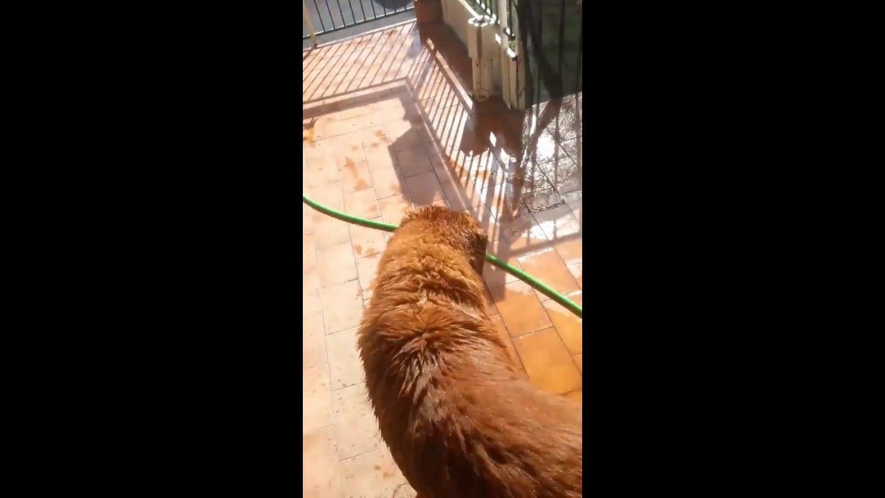 Cagnone che litiga con l'acqua