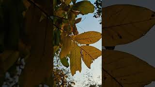 سحر الخريف في كردستان - حلبجة 🍂🍁✨ #خريف #كردستان #حلبجة #جمال #طبيعة