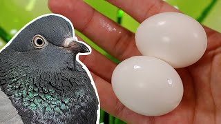 How to Empty Eggs Without Cracking the Shell! | Emptying My Pigeon's Eggs!