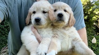 Sad News About My Golden Retriever Puppies... by Joey Graceffa Vlogs 92,460 views 7 months ago 10 minutes, 49 seconds