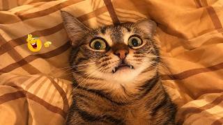 Funniest Cat Videos 😹 Hilarious Cats Acting Weird Caught On Camera screenshot 3
