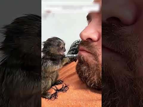 Мужчина заметил крошечного зверька.🐒 #животные #природа #удивление