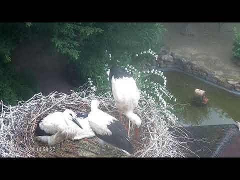 Heddesheim Stork Nest May 29 2024 I live cam preview
