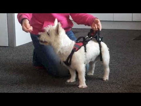 help em up dog harness amazon
