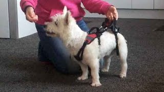 The Help Em Up harness Net Worth