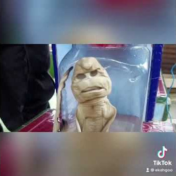 Ikan pocong