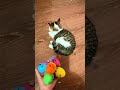 CAT COLORFUL🟣🟢🔵🐈 ASMR Toys Relaxing Sounds #catcolorful #asmr #satisfying #shorts