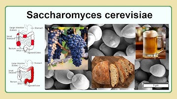 Saccharomyces cerevisiae