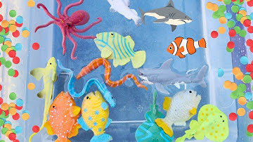 MAGIC TOYS Color Changing Sea Creatures! Sea Toys That Change Color