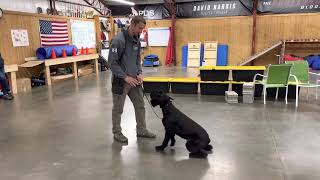“Lala” 11.5m Old Giant Schnauzer Obedience Session Home Raised Personal Protection Dog Journey @PDS