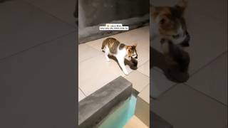 There Are Four Kittens shorts cat animals funny pets kitten cute