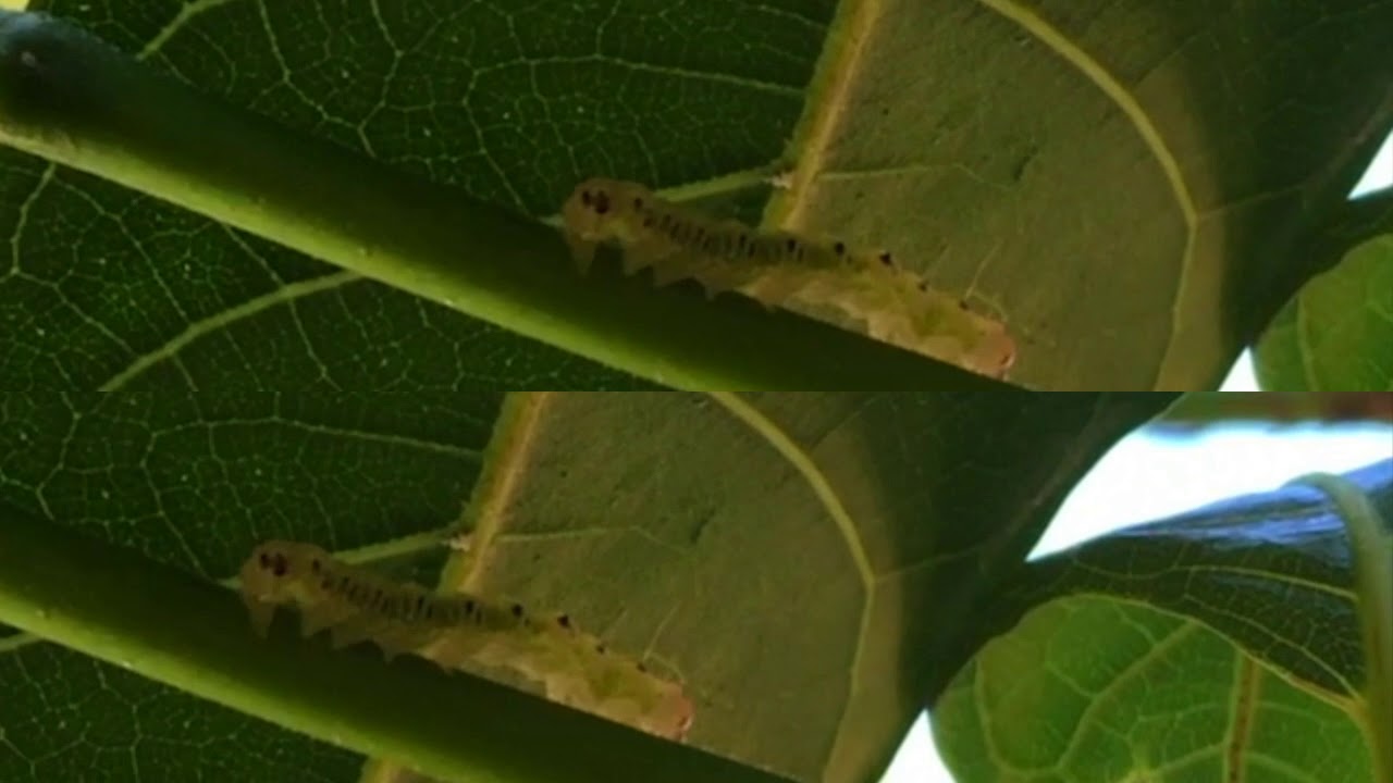 Pyralid Caterpillar | clip#95 | AnnLazaro