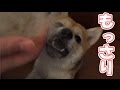 換毛期の柴犬の抜け毛の凄まじさ、お見せします。