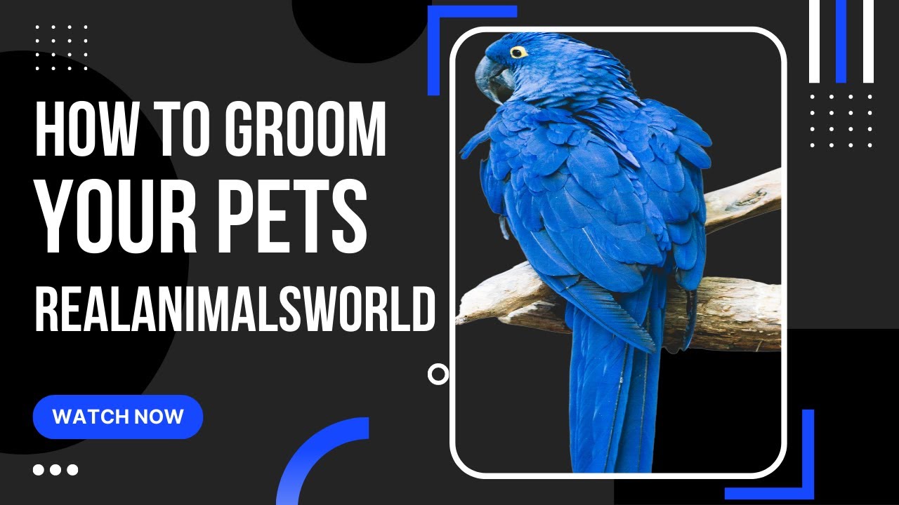 Beautiful lovebird |Nature And Wildlife Video | Bird and animal is beautiful creature