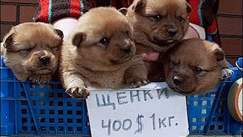 Собачий рынок от Зоотропа.