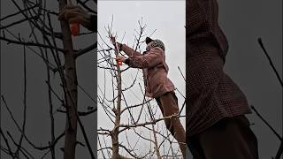 Green Apple Trees Pruning Before And After