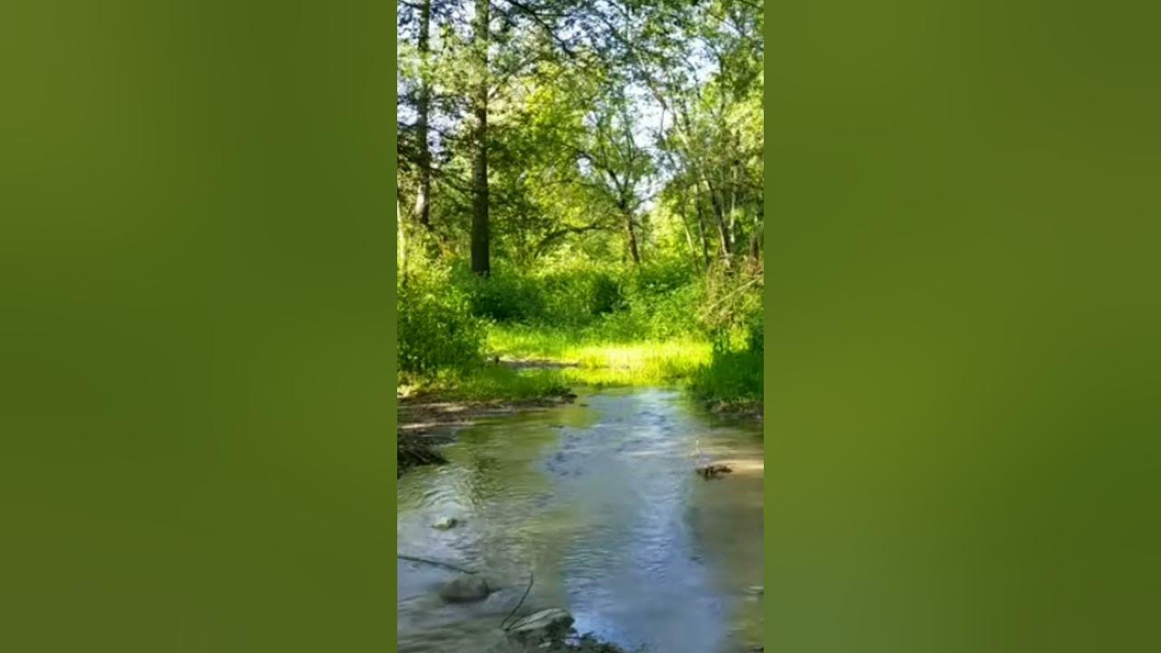 Лісовий струмок - YouTube
