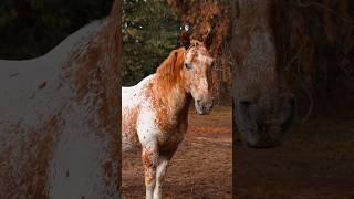 Celebrity Sherman matching the fall hues 🍂 #shorts #youtubeshorts #appaloosa #horses #horselover #equine #wow Wealth