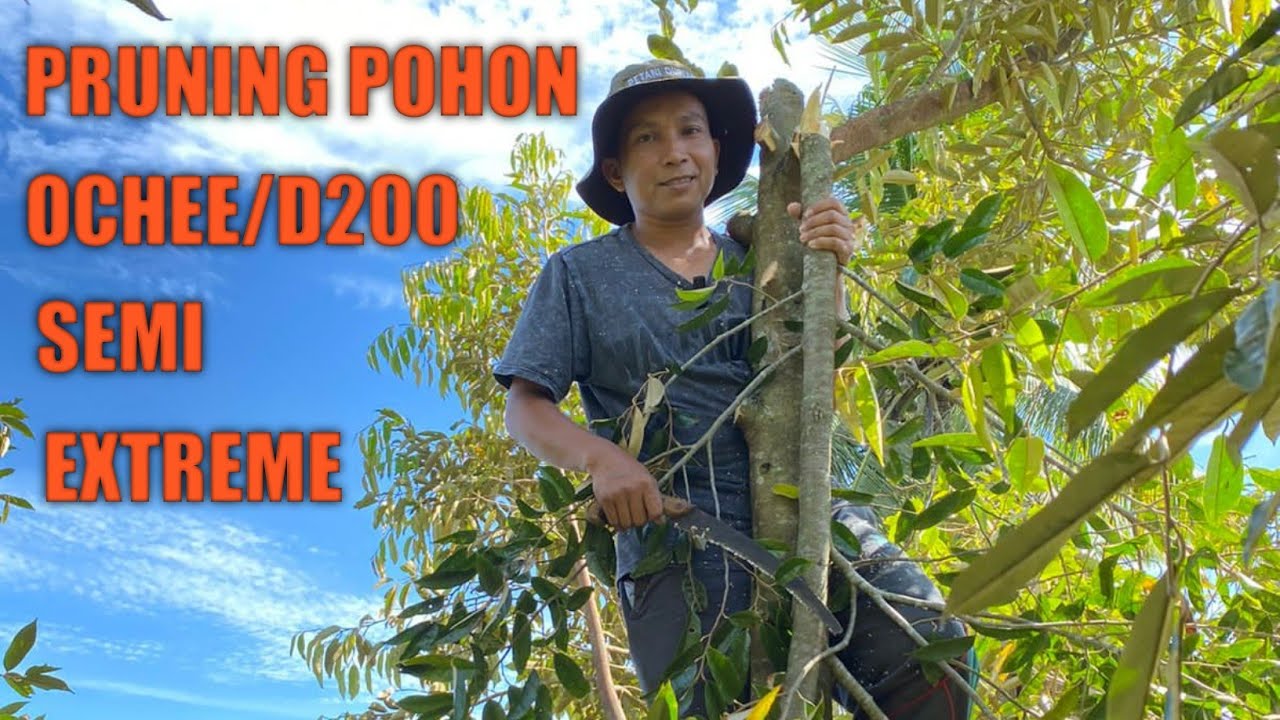 TIPS PRUNING DURIAN AGAR HASIL TOP WORKING BERTAHAN LAMA