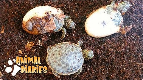 Hatching ADORABLE Baby Turtles!