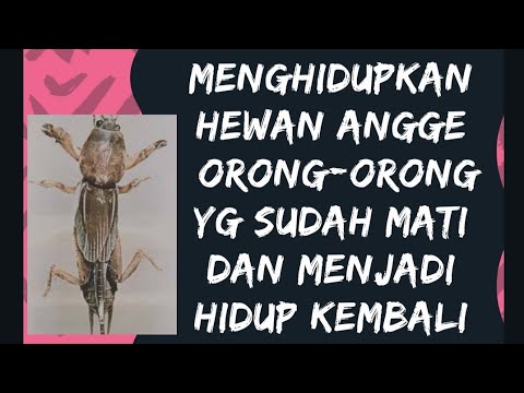 Proses Menghidupkan Hewan Angge Orong Orong Yang Mati Youtube
