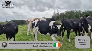 Details Looking to strengthen your herds EBILook at this group of spring calving Pedigree Holstein Heifers Update