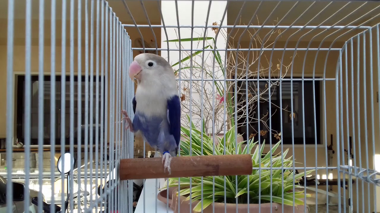 Violet Fischer Lovebirds