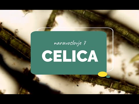 Video: Kakšna je razlika med živalsko celico in rastlinsko celico?