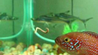 my jewel fish eating live worm.avi