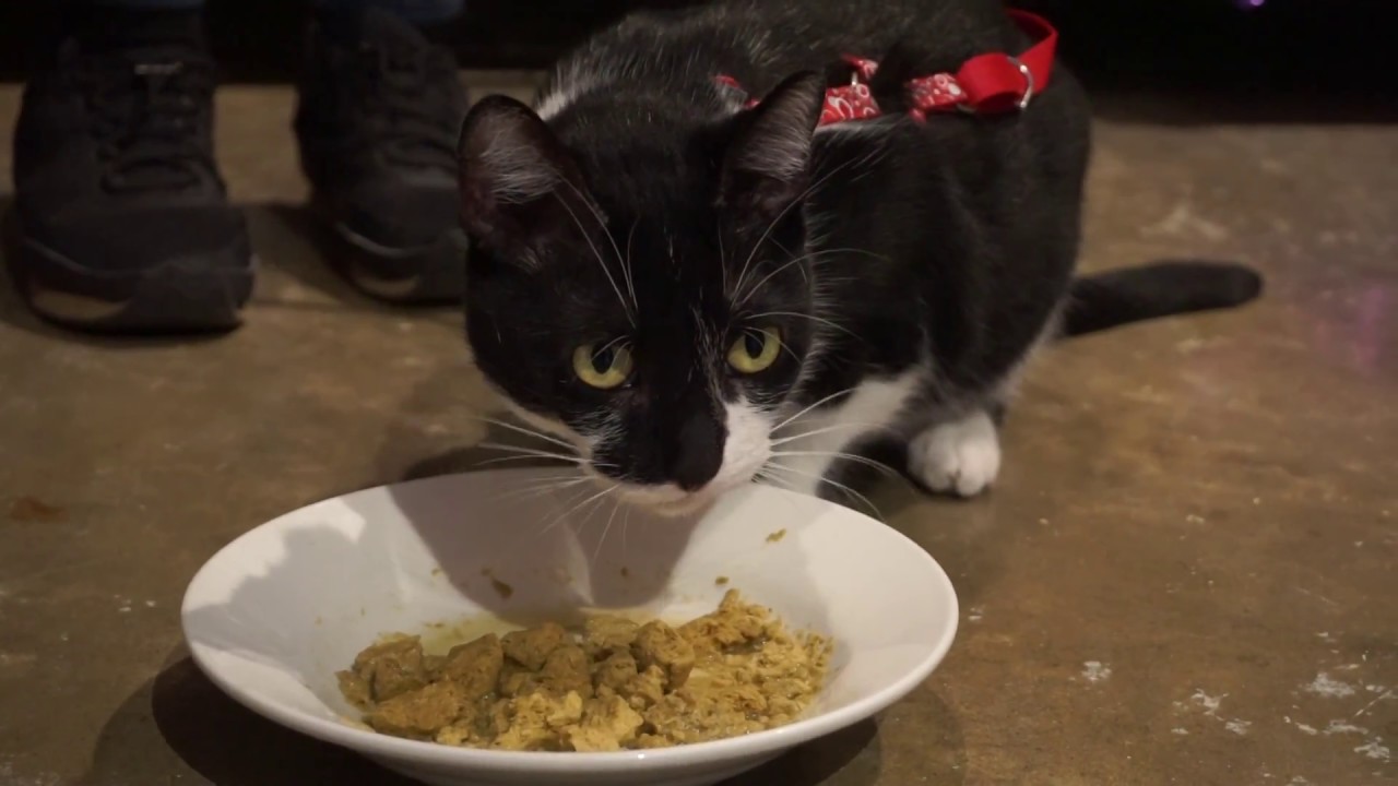 Primal RAW Freeze Dried Food for Cats Demo - YouTube