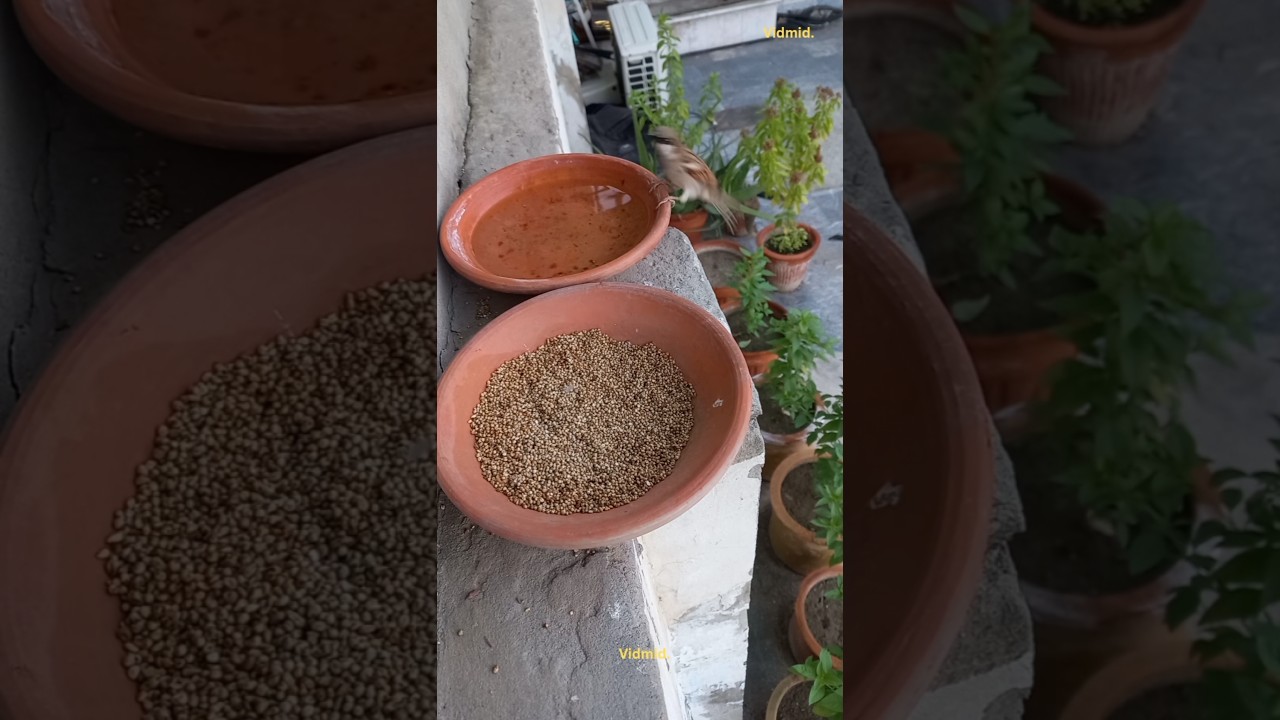 bird's eating feed carefully 
