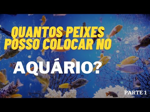 Vídeo: Quantos peixes você deve colocar em um aquário?