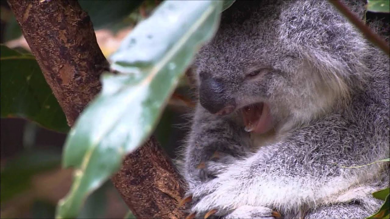 Talking Animals YouTube