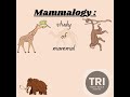 Mammalogy study of mammals #biologyscience #mammals
