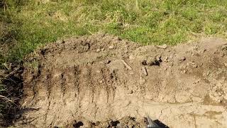 Digging in Action With The Johnny Bucket Hauls It And Digs It