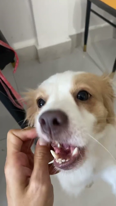 Full Video below👇  #feed #shorts #doglover #puppy #love #pets #cute #bestfeed #cutedog #doggo